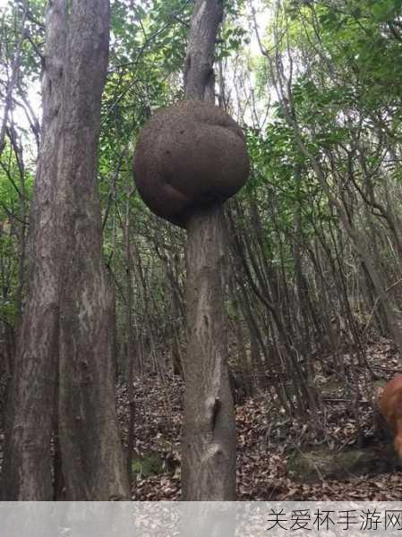 树瘤是树的愈伤组织吗 蚂蚁庄园树木身上长有疙疙瘩瘩的秘密，探索大自然的神奇现象