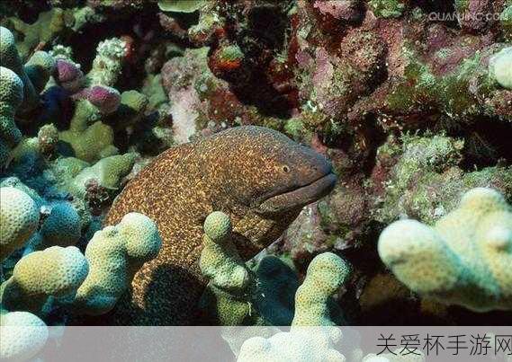 鳗鱼有鳞片吗神奇海洋，探索鳗鱼的神秘世界