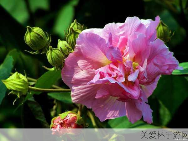 rdquo 芙蓉国 ldquo 是指我国哪个省份 蚂蚁庄园 11.14 芙蓉国答案，探索神秘的芙蓉国