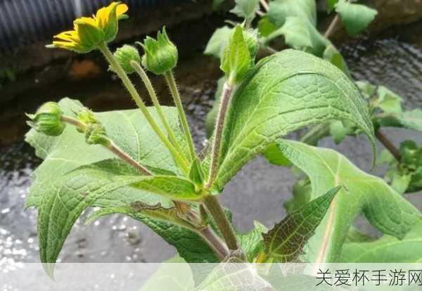 蚂蚁庄园雪莲果是天山雪莲的果实吗，探究背后的真相与奥秘