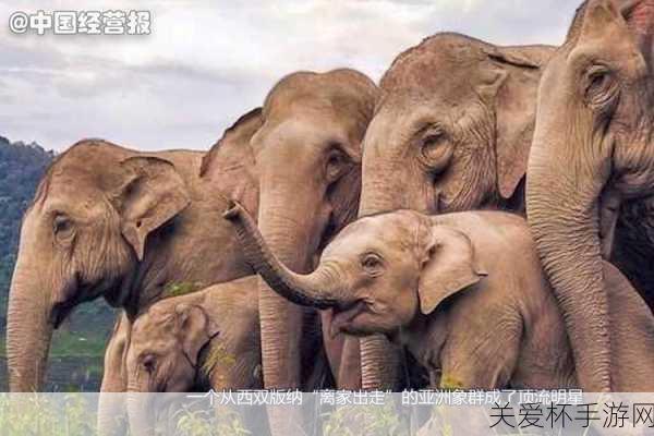 手游趣闻云南象群雨中泥巴狂欢启示录，解锁手游新玩法，泥泞世界等你探险！