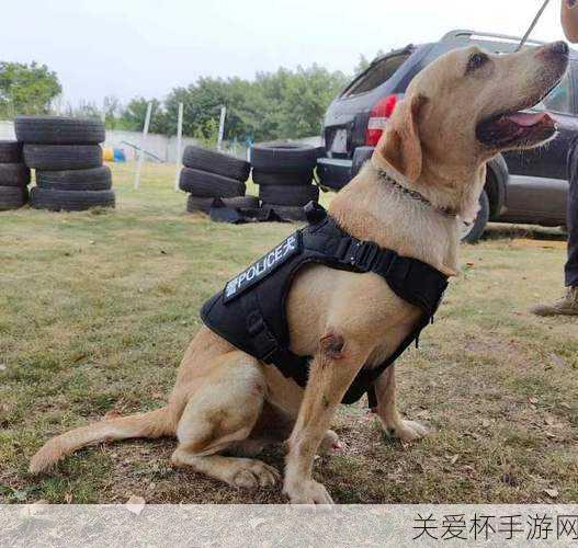 退役的警犬可以领养吗警犬退役后蚂蚁新村 3.8，揭秘退役警犬的领养之路