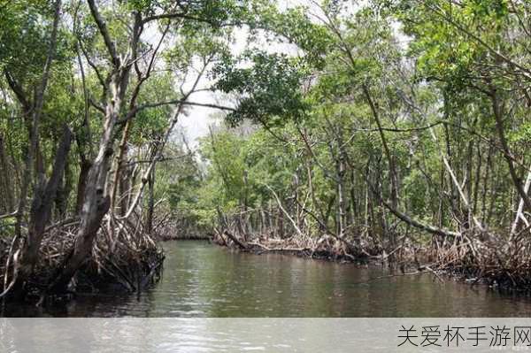 红树林属于什么生态系统，探索神奇的海洋生态之谜