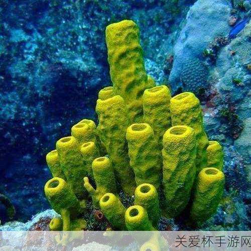 答案4.7 支付宝海洋里的海绵是动物还是植物，为何它如此神秘