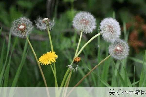 世界上最短命的种子植物是什么蚂蚁新村种子答案 1.17 ，探秘植物界的短命之谜