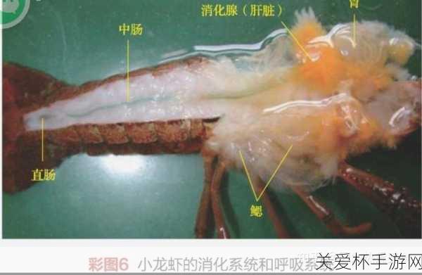 考你夜宵霸主小龙虾它们的心脏长在身体的什么位置，探寻小龙虾身体奥秘成热门话题