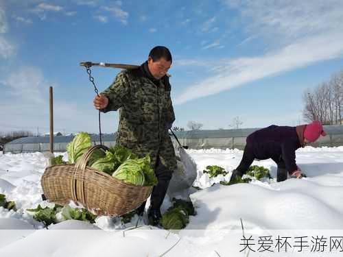 小雪铲白菜，探寻冬日农事的智慧与乐趣