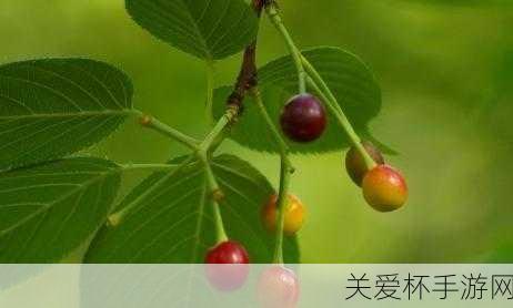 樱花果实蚂蚁庄园，观赏性的樱花树11月22日答案最新，探索樱花的神秘世界