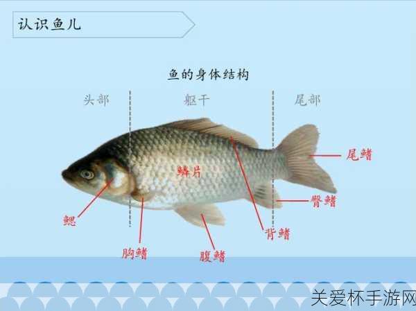 鱼是用哪个部位来保持身体的平衡 神奇海洋鱼类保持，探索鱼类平衡的奥秘