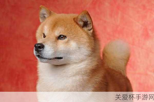 手游圈热议，Doge表情包萌宠原型病危，玩家共祈愿！