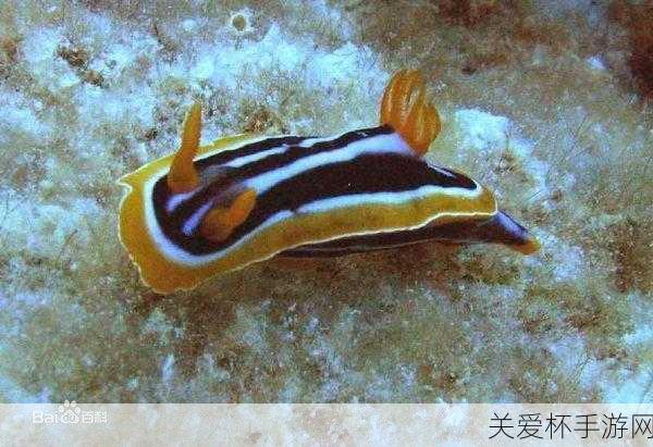 海兔是小丑鱼还是海蛞蝓，探秘海洋神秘生物的真相