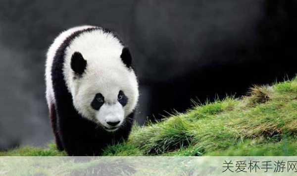 有活化石之称的野生动物是大熊猫吗，为何大熊猫能获此殊荣