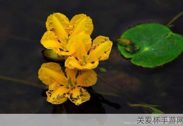 荇菜花朵是黄色的蚂蚁新村荇菜被称为11.11，探秘荇菜的神秘世界