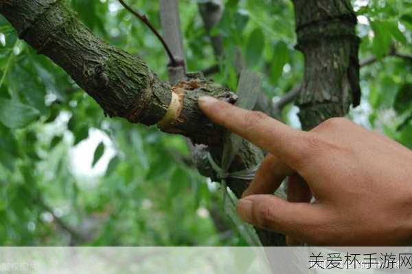 早春苹果挨一刀是指苹果树的刻芽其作用是，为何这一刀如此神奇