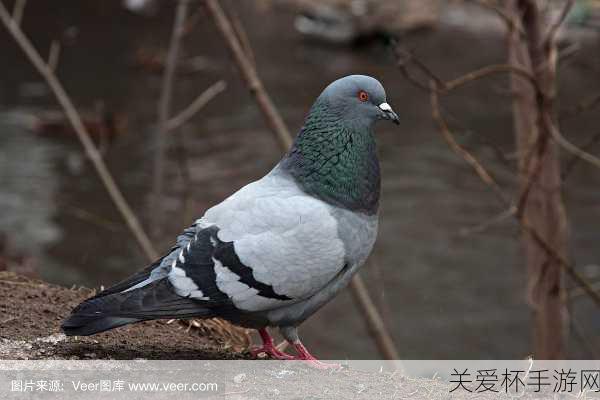 鸽子走路为什么点头，保持视野稳定还是维持成为网络热点