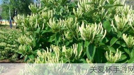 又名忍冬蚂蚁庄园 12.1 忍冬花为什么被称为金银花，背后的奥秘与传奇