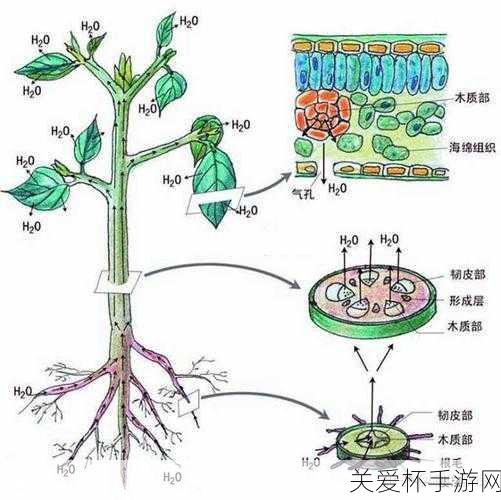 香蕉靠什么来繁殖，探索植物繁殖的奥秘