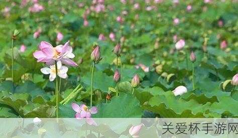 蚂蚁庄园接天莲叶无穷碧 蚂蚁庄园 8.31，探索古诗之美与庄园趣味