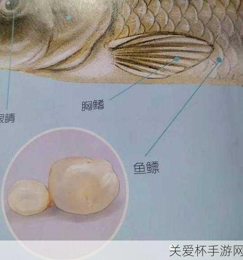 鱼靠鱼鳍还是鱼鳃平衡身体，揭秘海洋生物的平衡奥秘