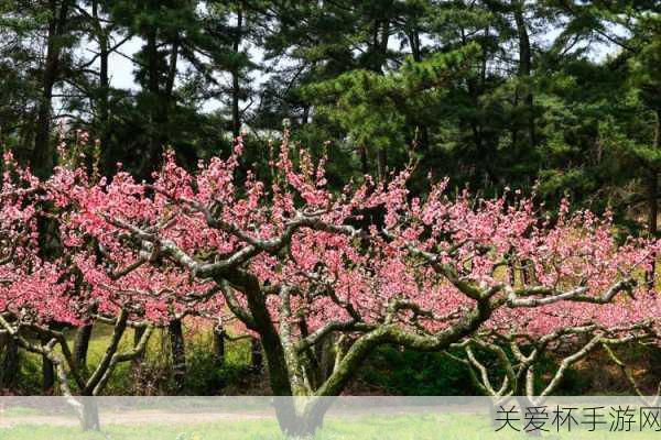 桃树属于落叶树桃树是先开花后长叶吗蚂蚁新村，揭秘桃树的生长奥秘