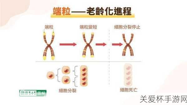 为什么煮熟的饺子会浮起来，背后的科学奥秘与烹饪技巧