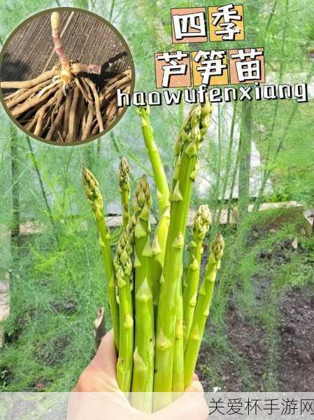 芦笋是笋吗芦笋是什么植物，探索芦笋背后的奥秘