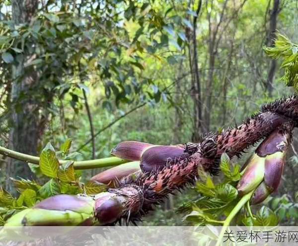 香椿菜是属于落叶乔木吗，探秘香椿菜背后的植物学奥秘