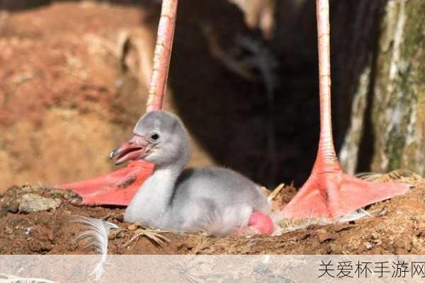 火烈鸟出生时是什么颜色，揭秘火烈鸟幼崽的神秘色彩