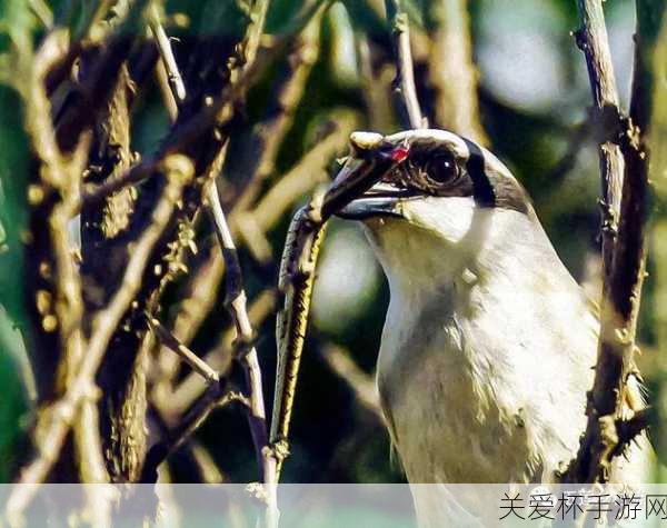 劳燕分飞的劳燕是什么意思，揭秘古代文化中的深情隐喻