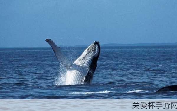 鲸落指的是什么 神奇海洋 12 月 11 日答案最新，带你探索深海的神秘生态奇观