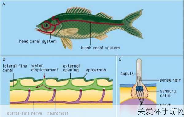 鱼有鼻子吗 神奇海洋鱼鼻子，探索鱼类的神秘感知器官