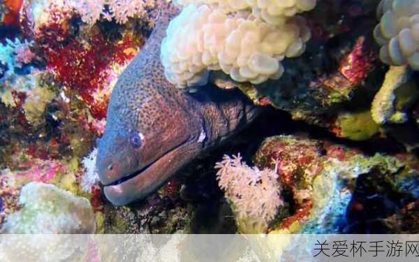 鳗鱼有鳞片吗神奇海洋，探索鳗鱼的神秘世界