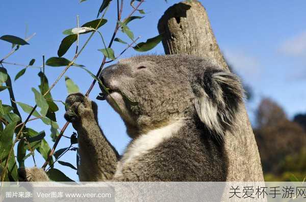 桉树叶是考拉还是袋鼠的食物，探秘澳洲独特动物的饮食之谜