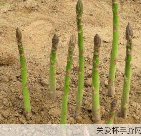 芦笋蚂蚁新村，芦笋是不是笋4月4日答案，揭开芦笋神秘面纱